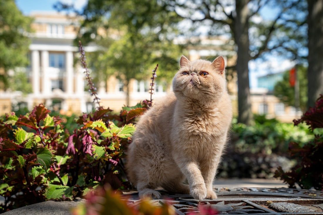 Pudge the Cat Bowling Green Football